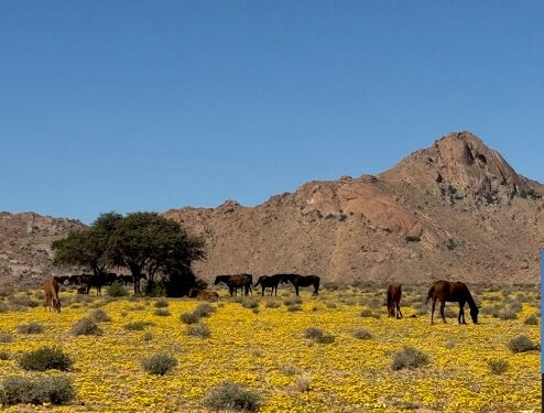 Elefanten in Namibia